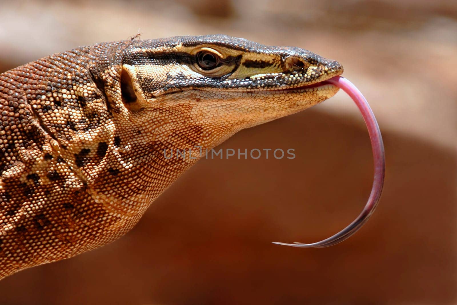 This is not a zoo monitor lizard,I took it in the Karijini National Park in Western Australia. In other words,pure wildlife!