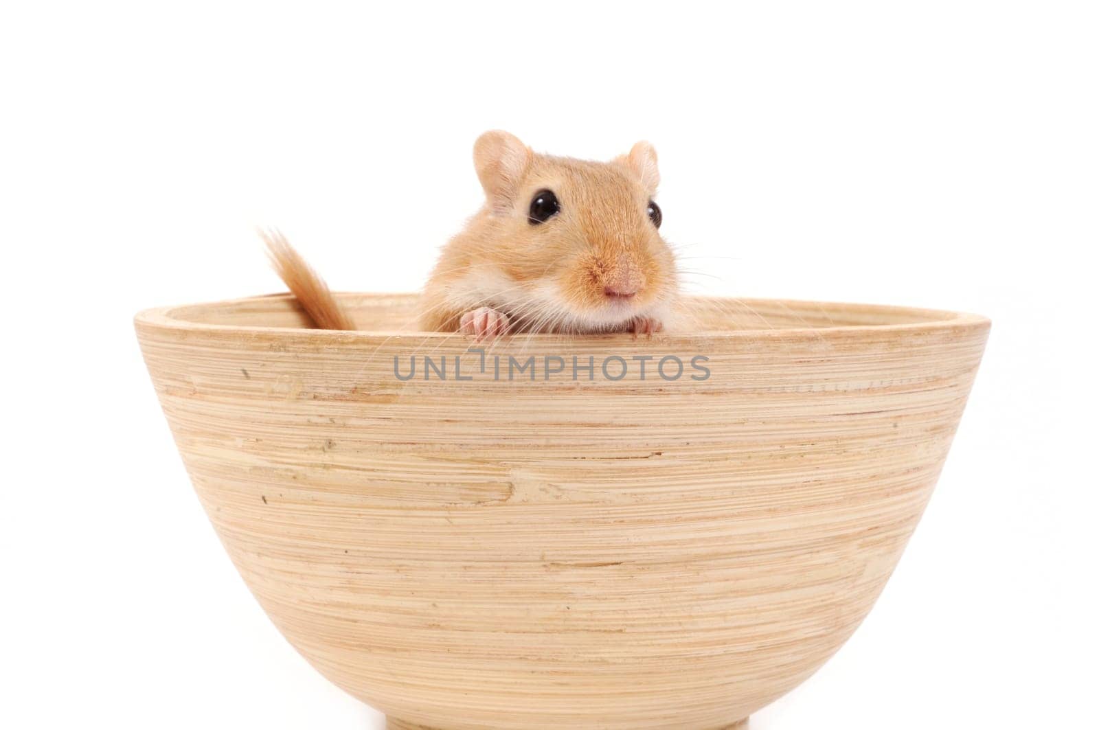 Bamboo bowl