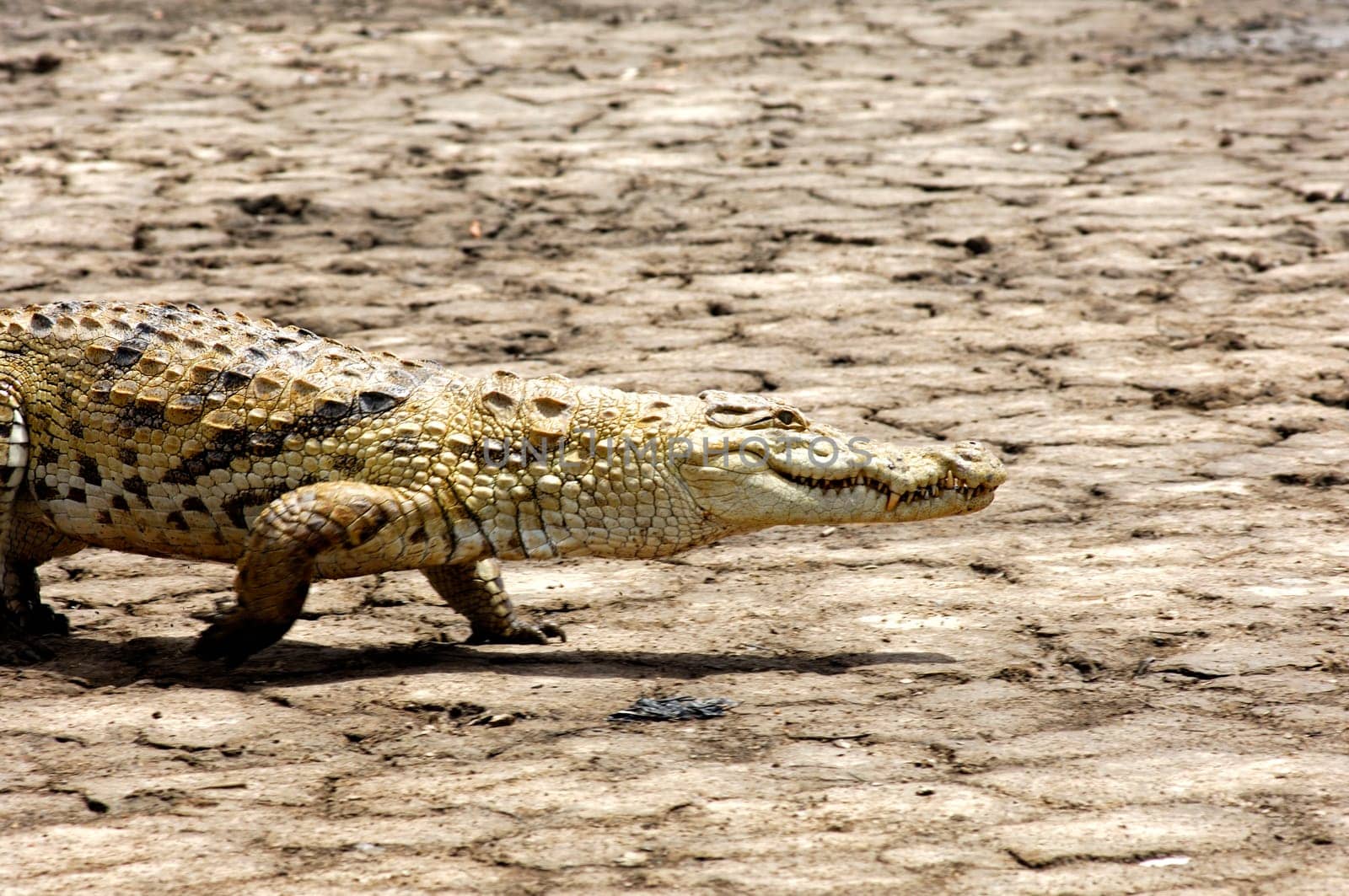 Crocodile wanders over dry swamp