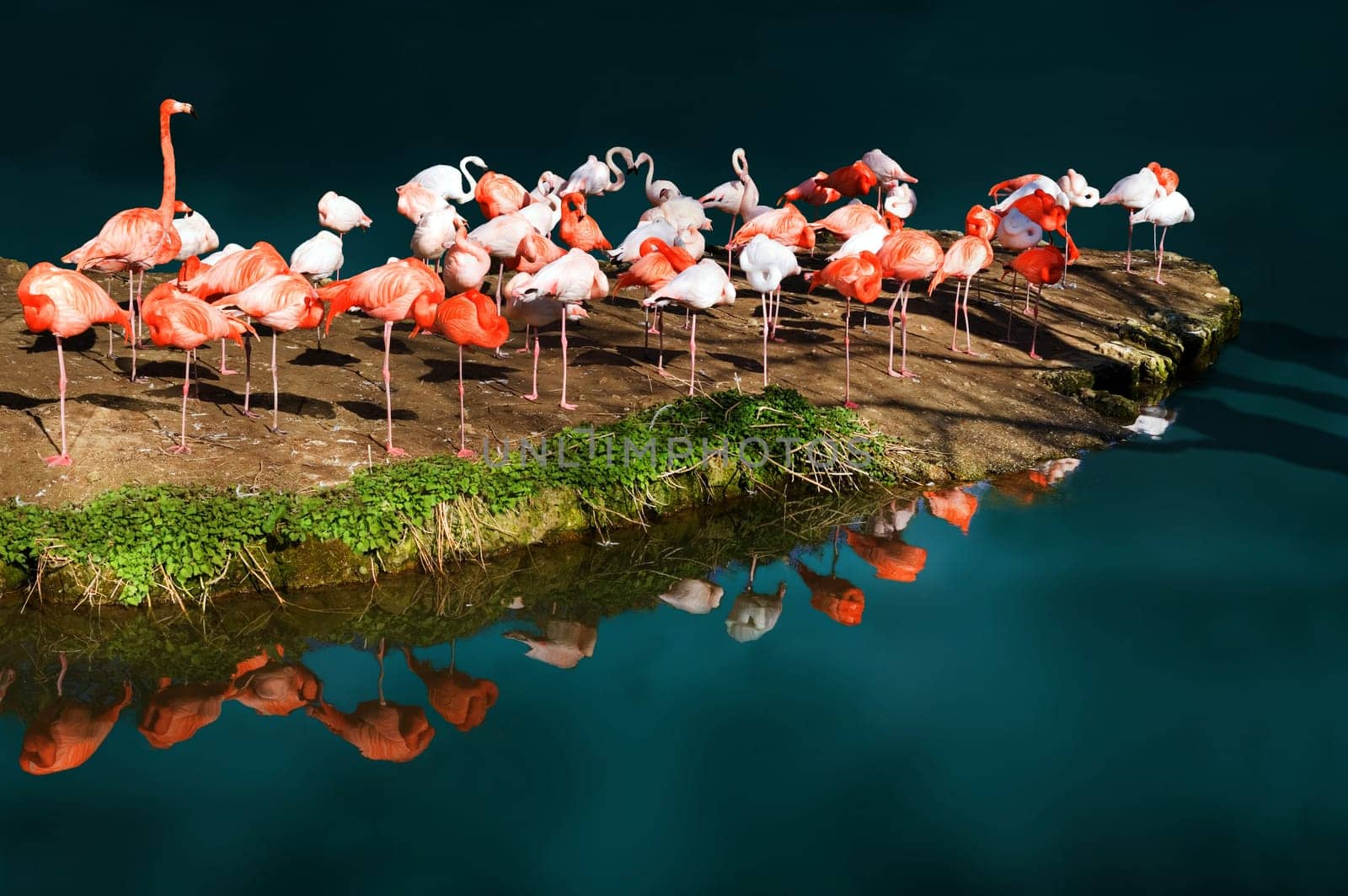 Flamingo Island
