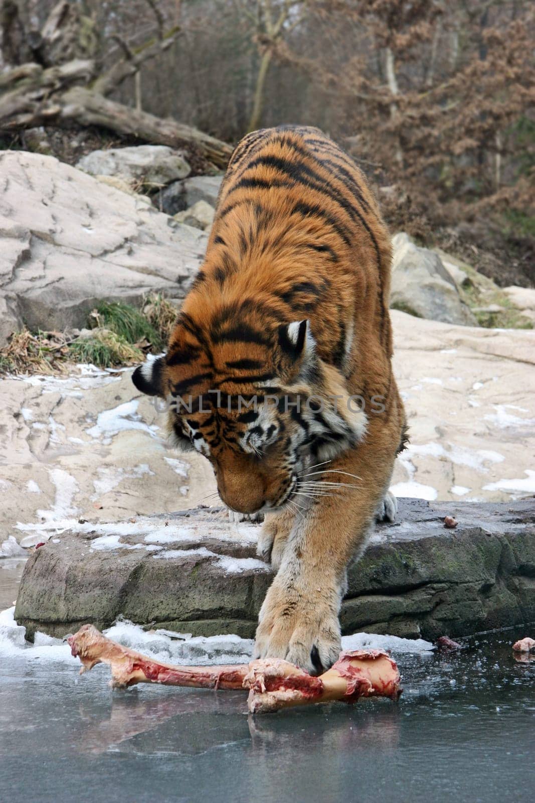 Tiger Eating No.1