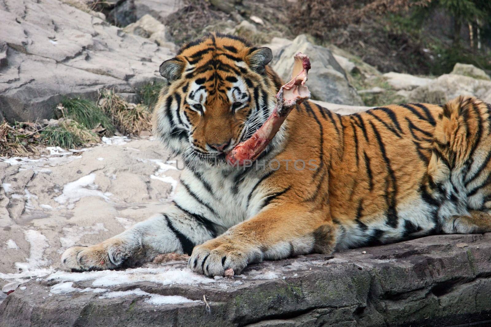 Tiger Feeding No.2