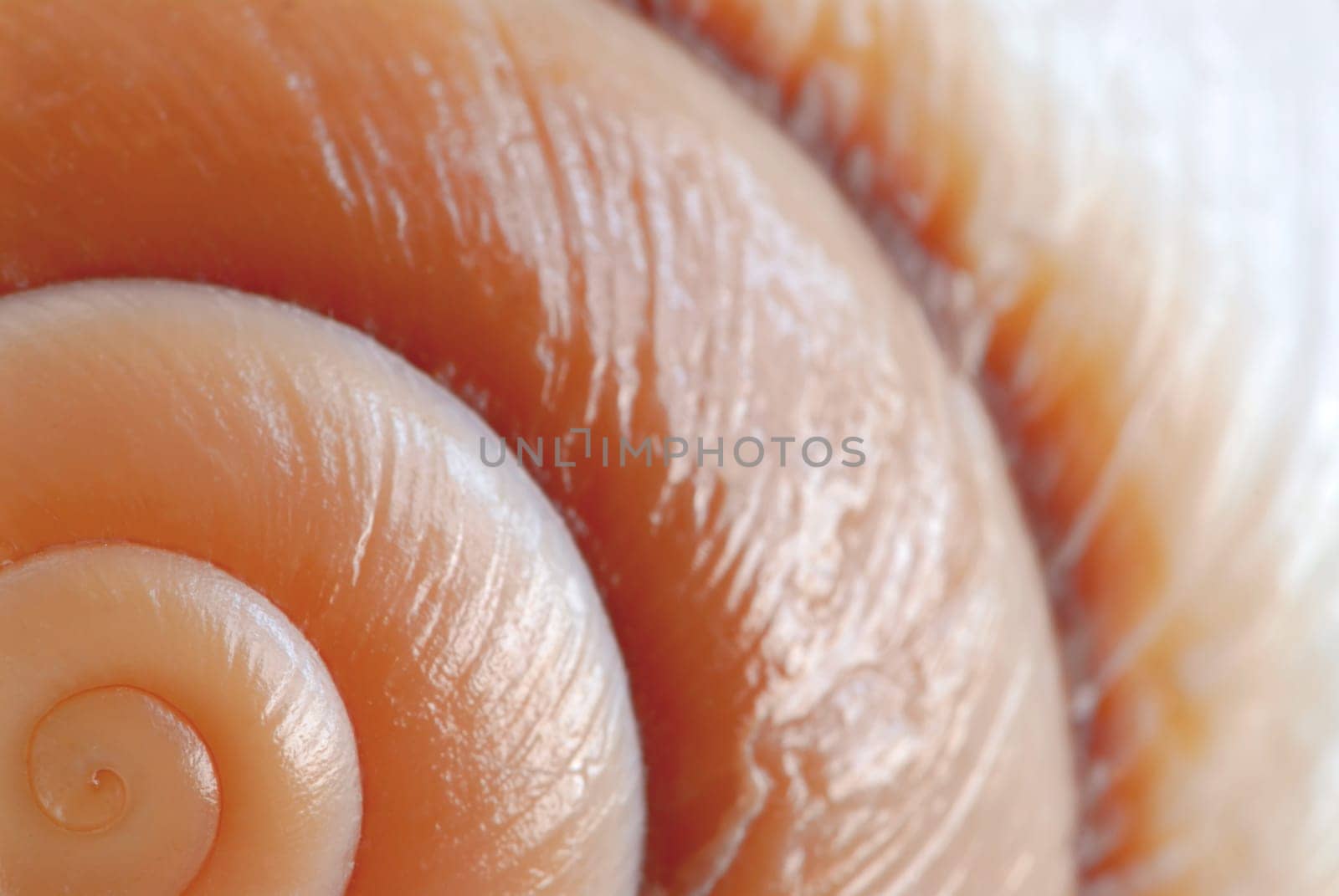 Seashell surface