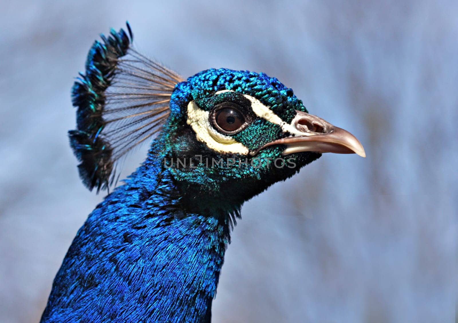 Peacock Portrait