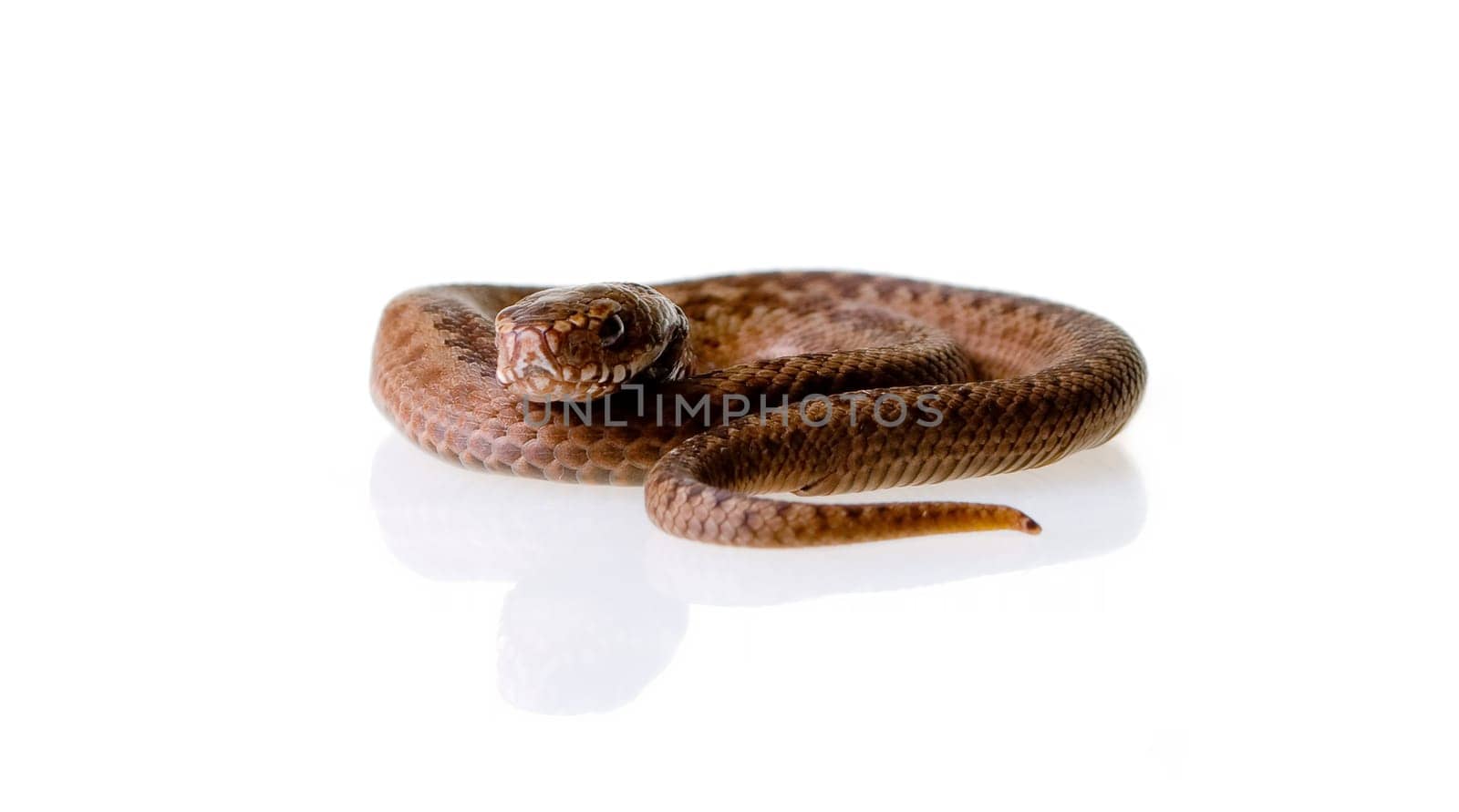 Adder