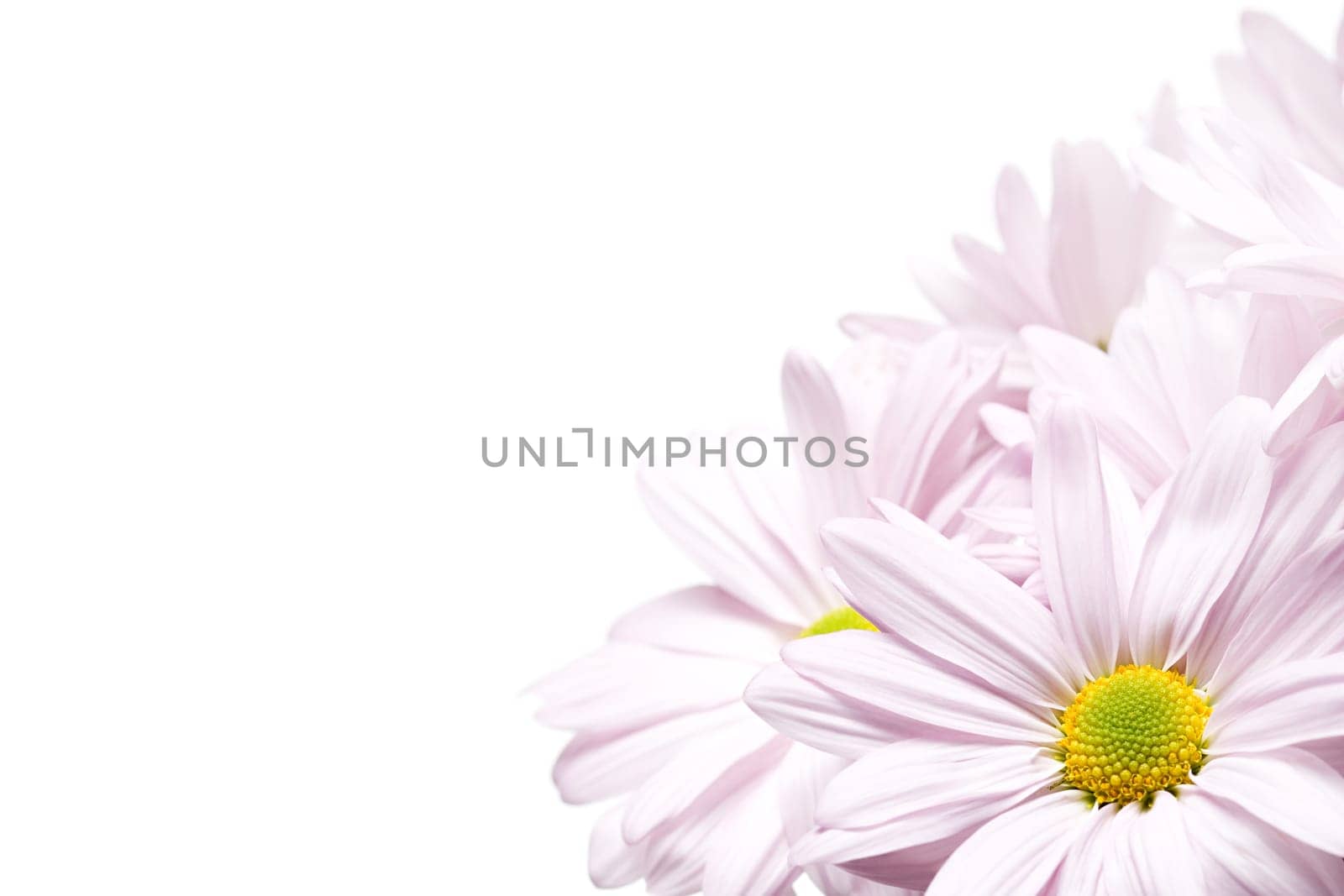 daisy corner