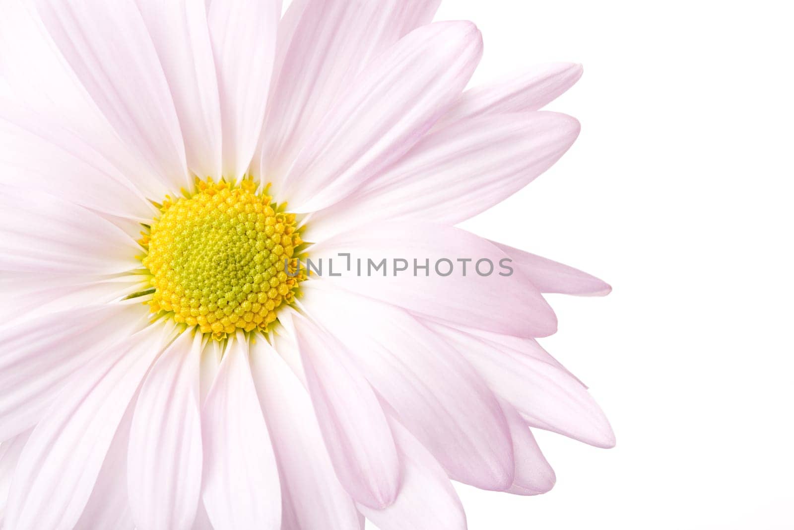 daisy high-key isolated