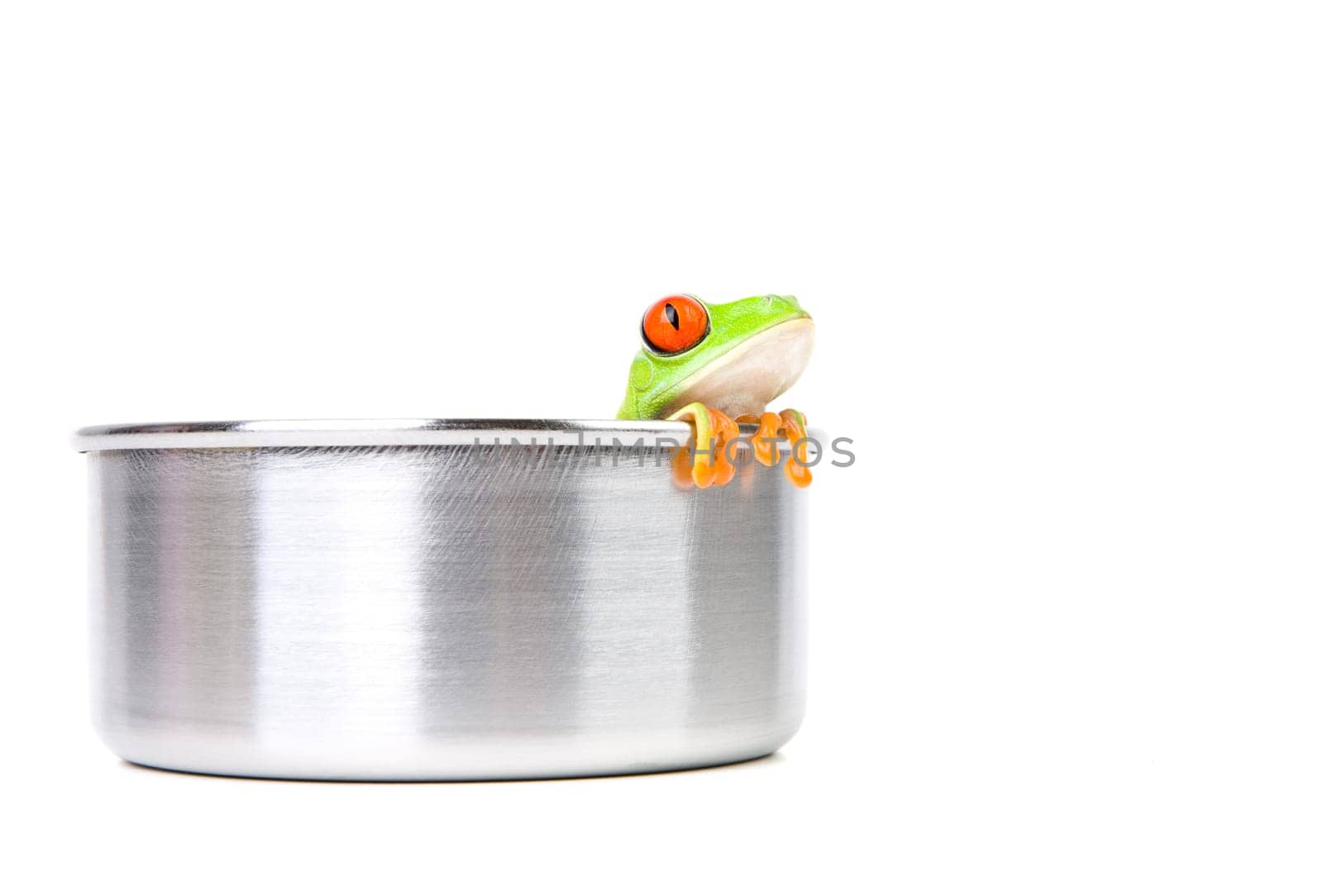 frog on cooking pot