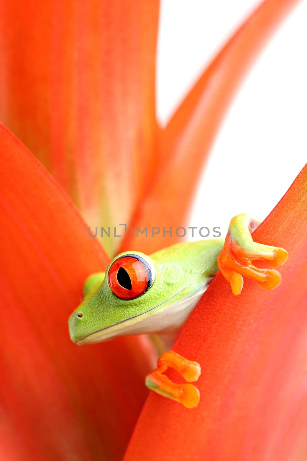 red-eyed tree frog