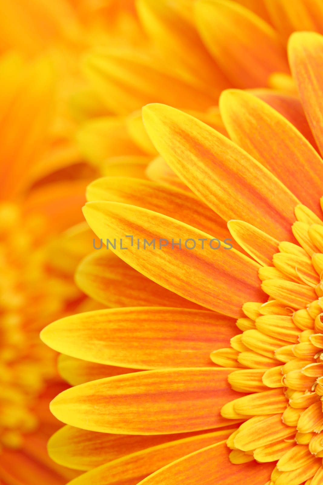 daisy petals background