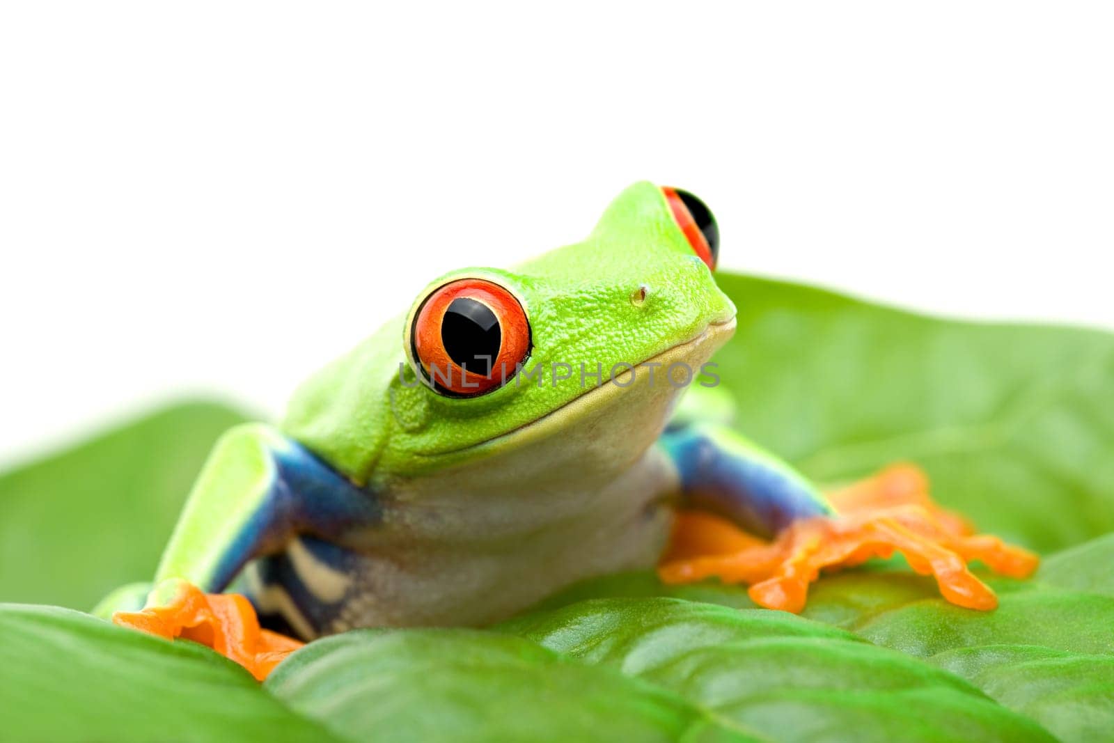frog on a leaf
