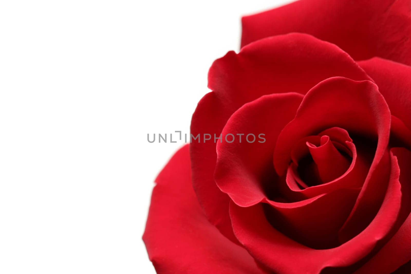 red rose