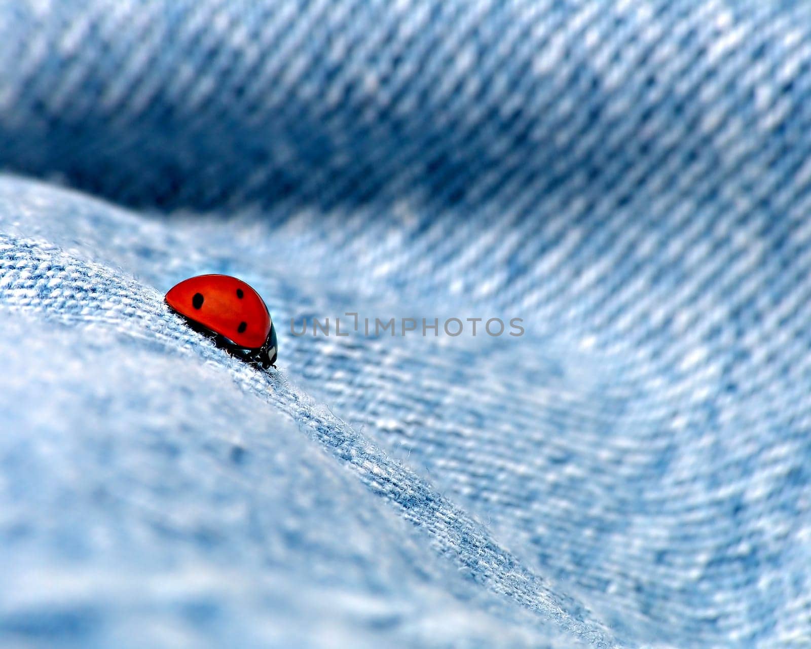ladybug on blue jeans wave