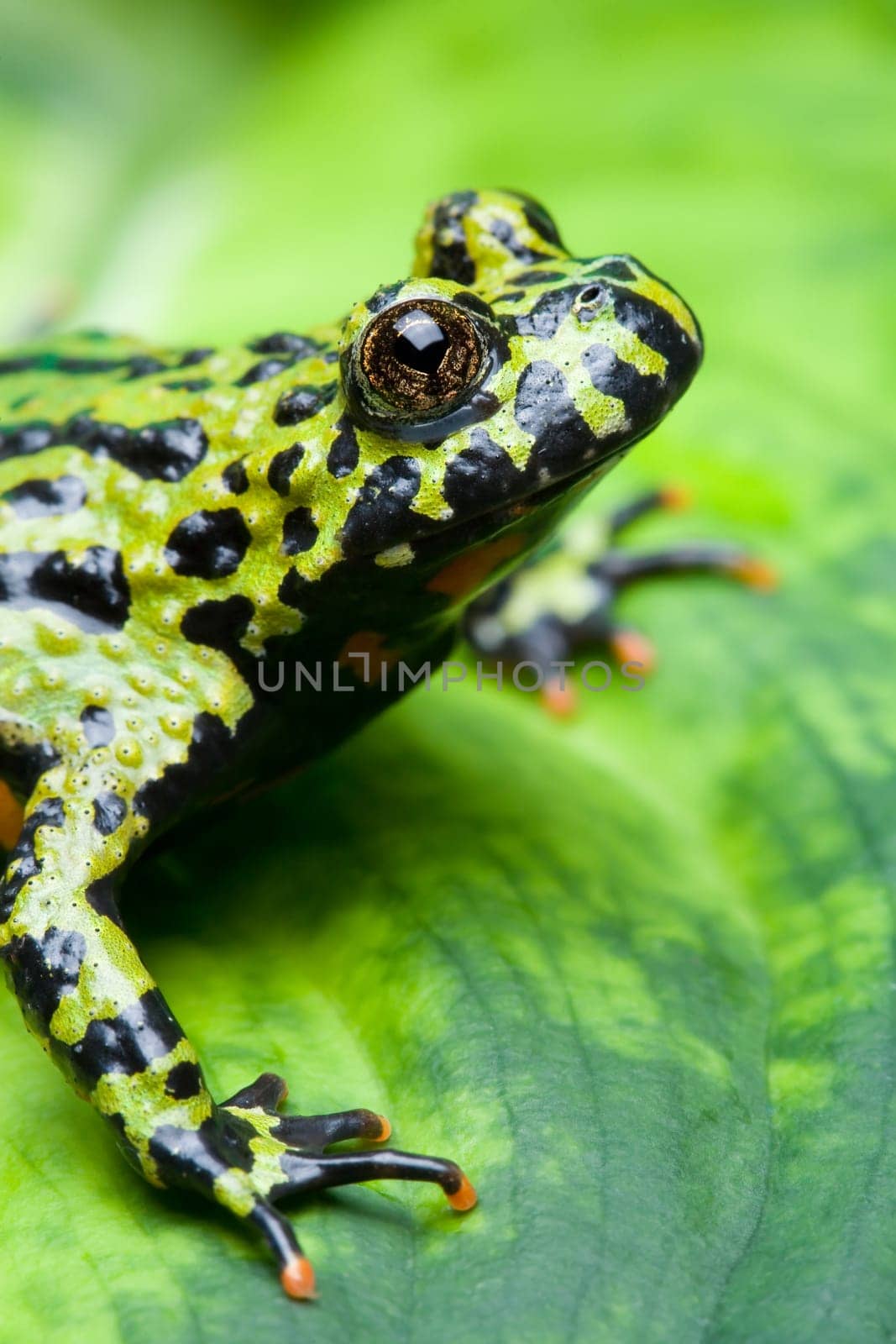 frog on a leaf
