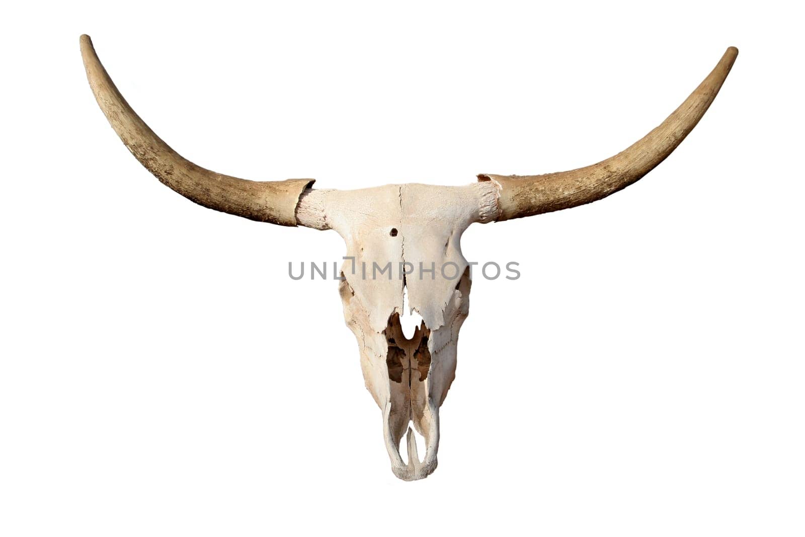 steer skull isolated