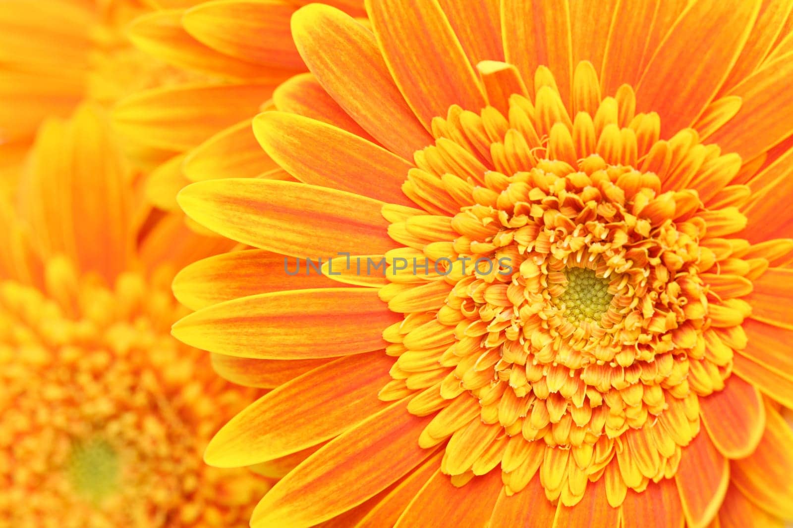flower background