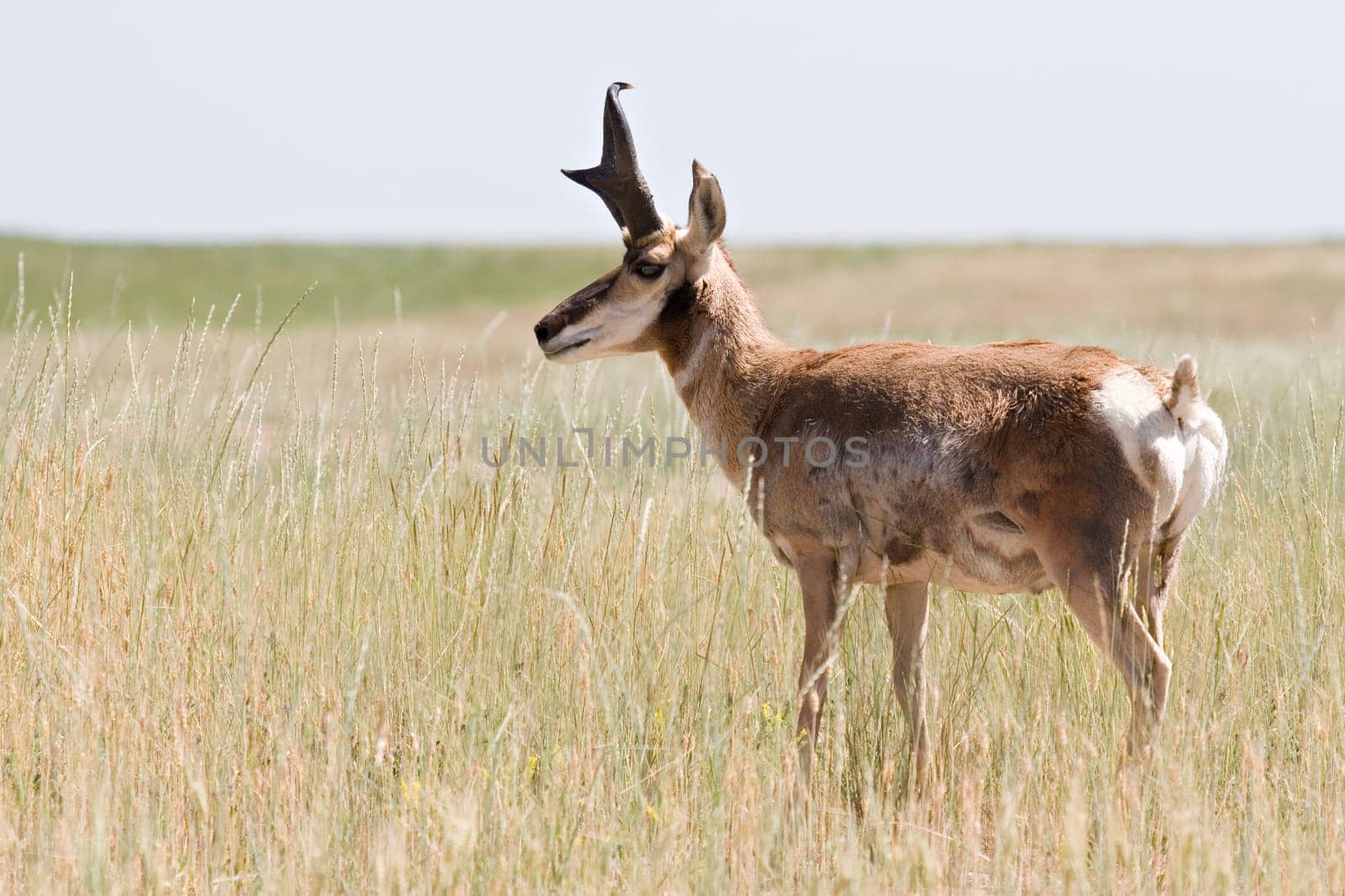 pronghorn antelope