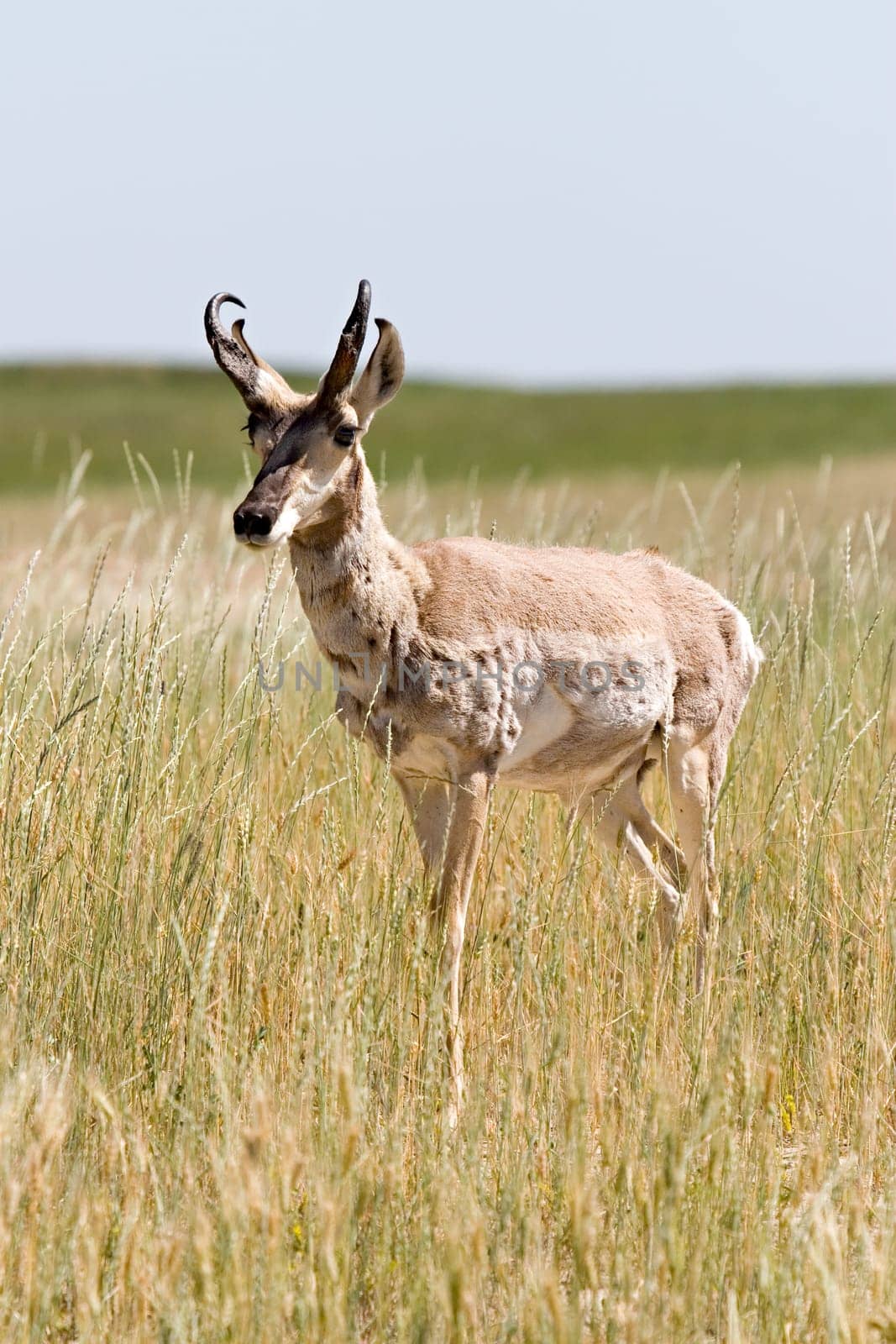 antelope