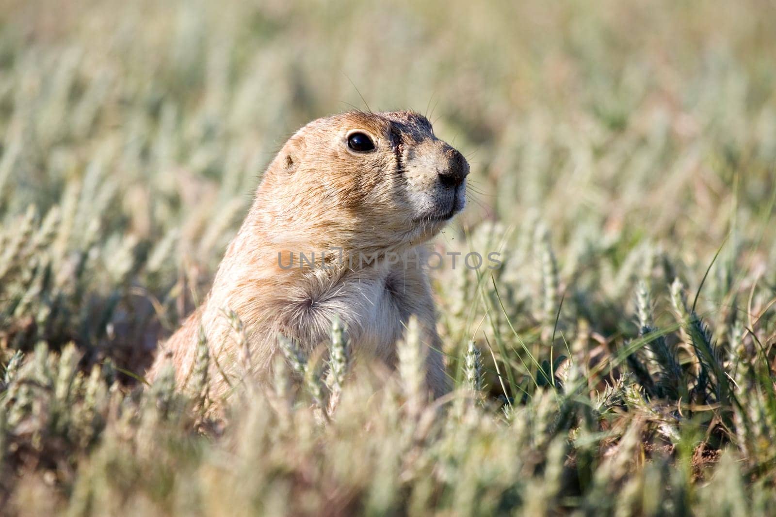 prairie dog