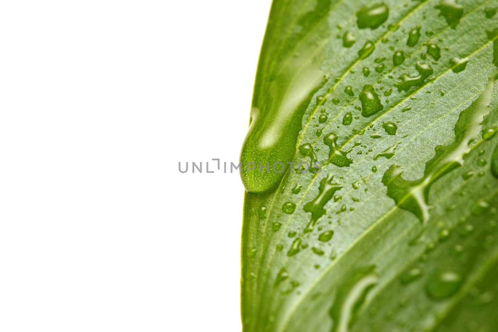 water droplets on leaf