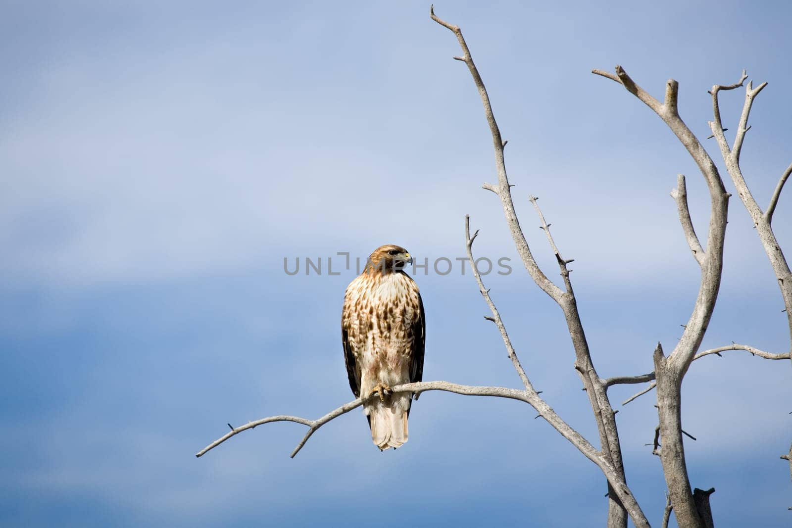 red-tailed hawk in Yellowstone Nat Park