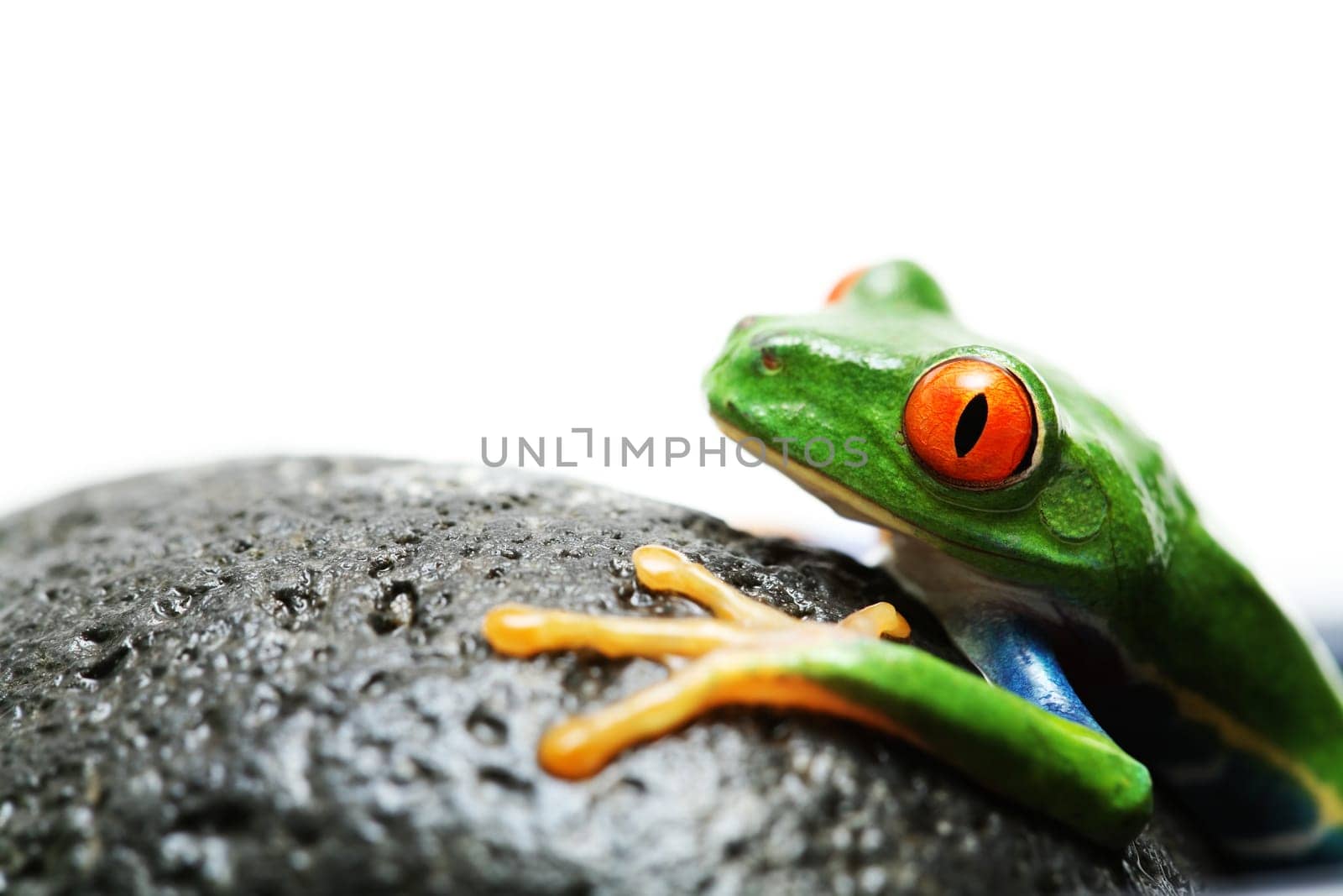 frog on rock