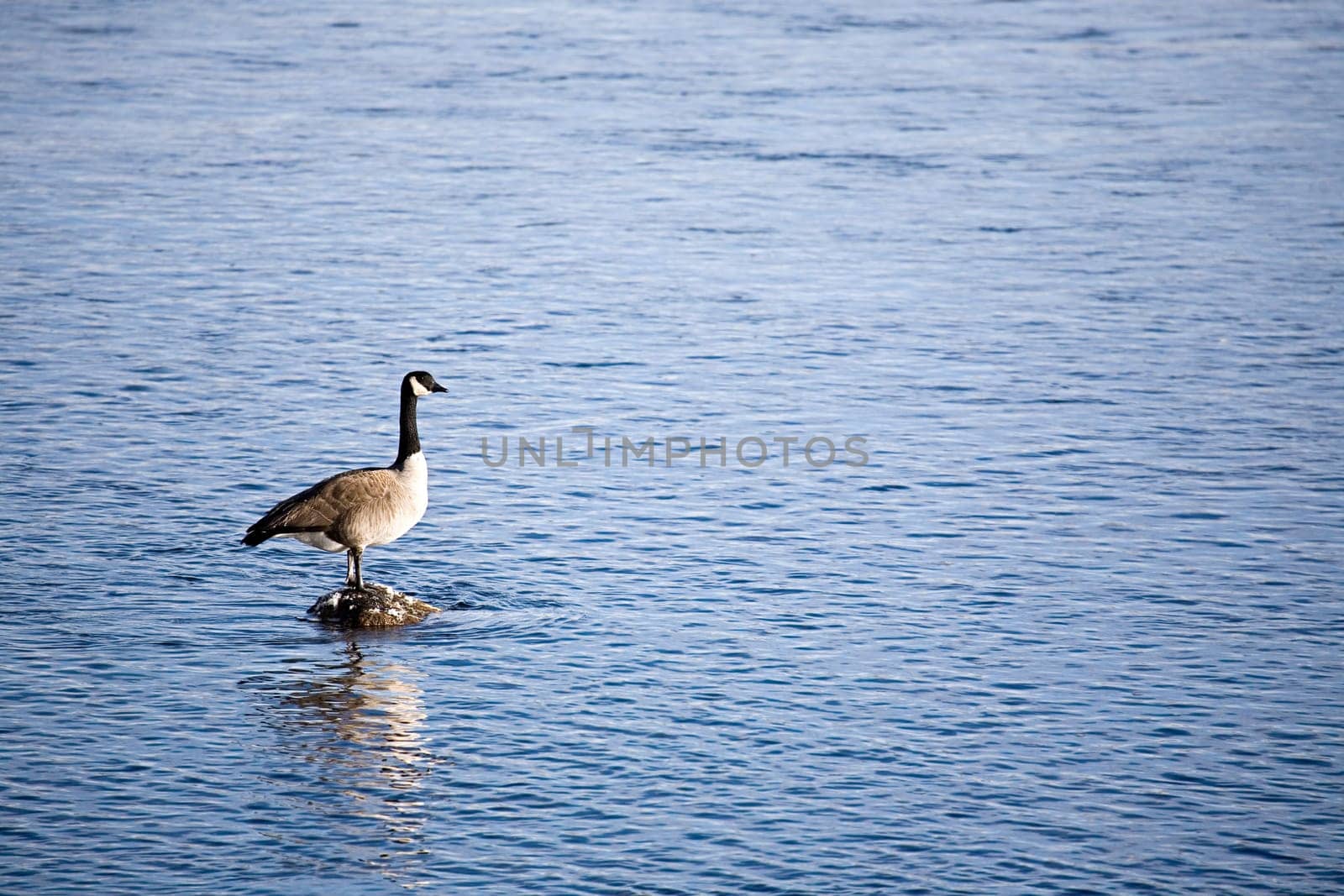 canada goose on river rock