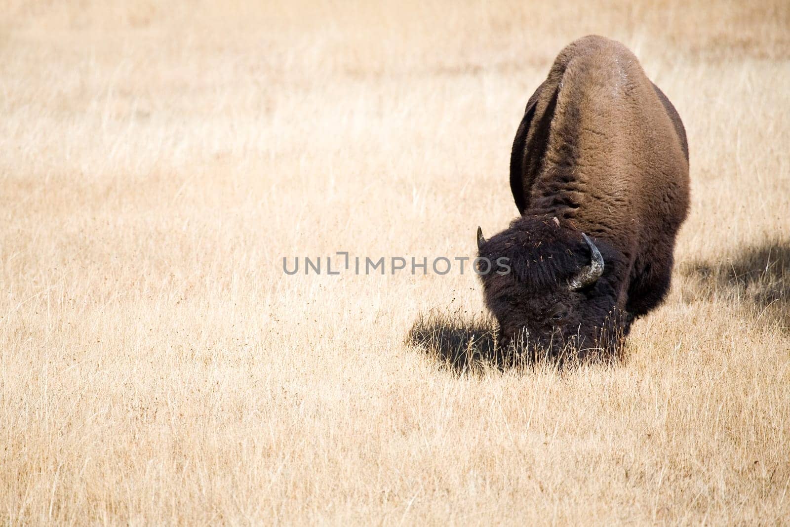 bison