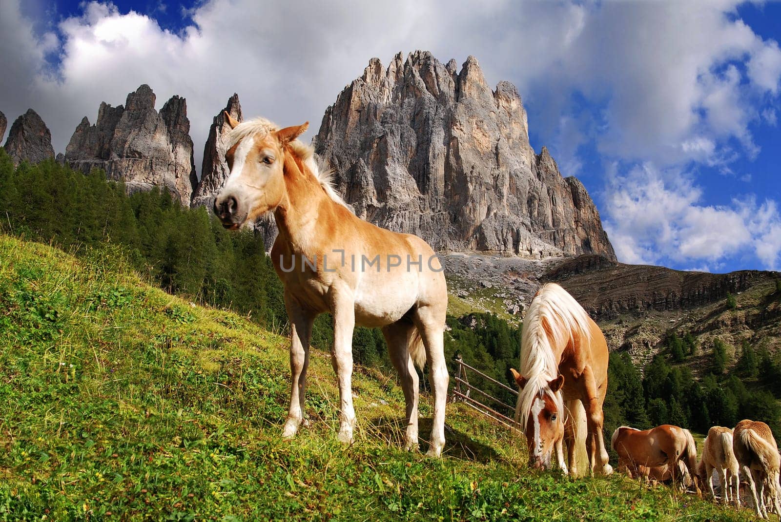 Alpine Horses 2