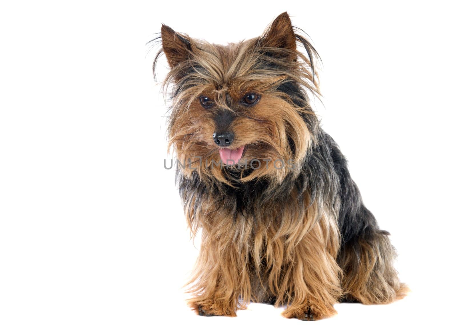 Small dog