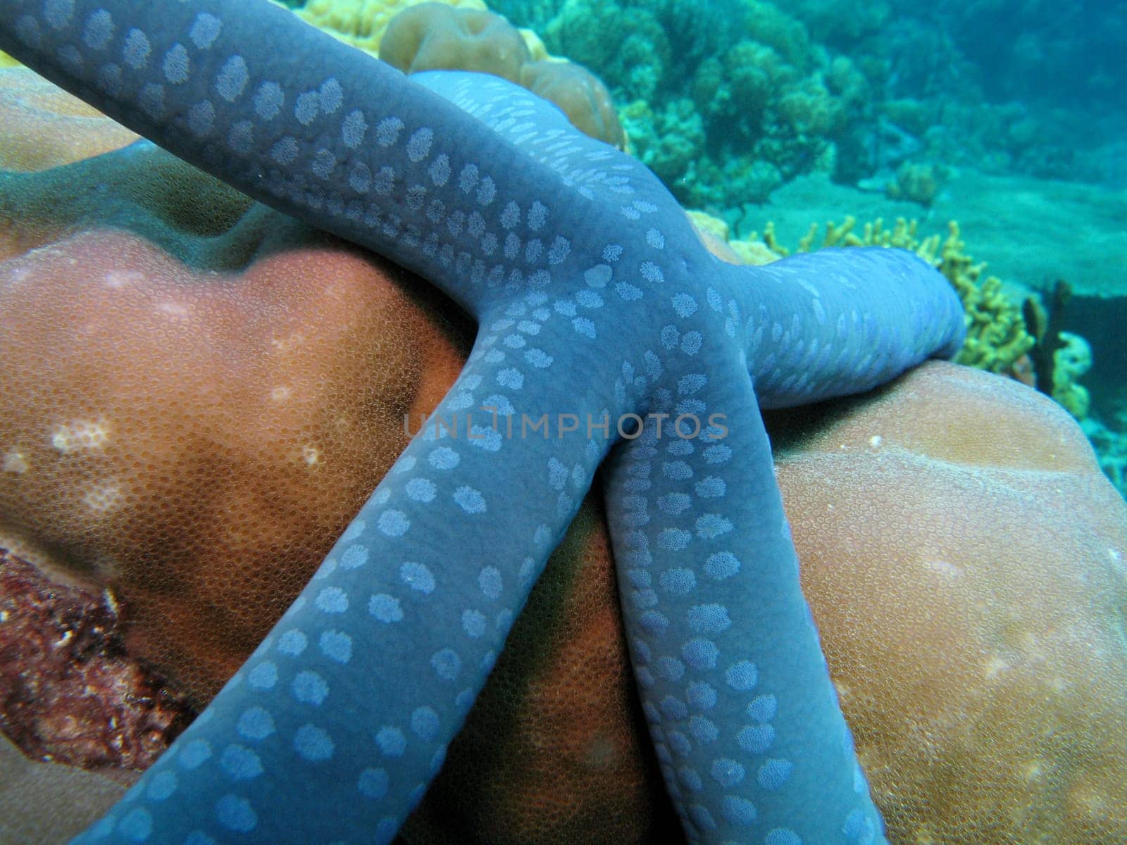 This starfish was photographed in North Sulawesi / Indonesia.