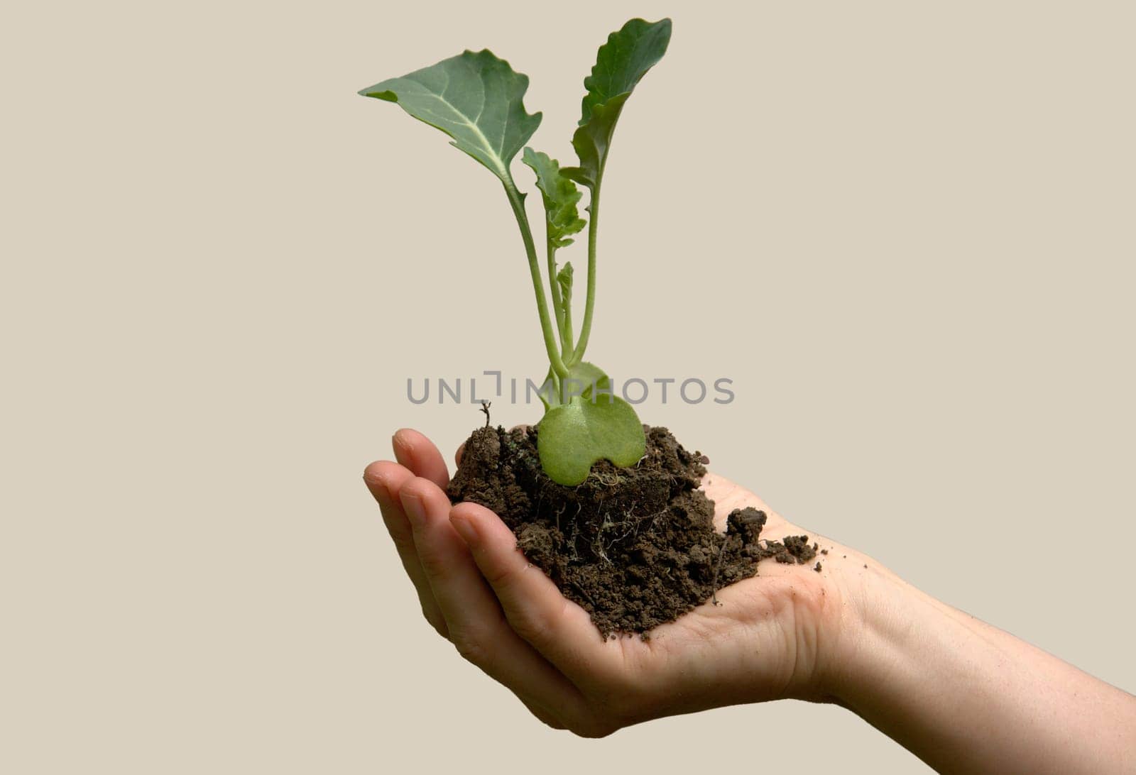 Gardening,broccoli cultivation