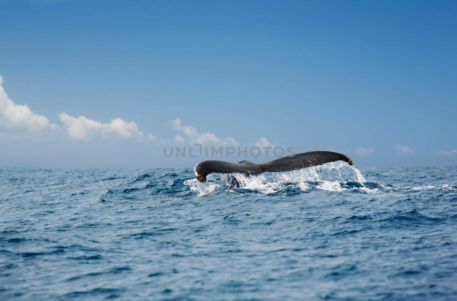 Caudal fin humpback whale