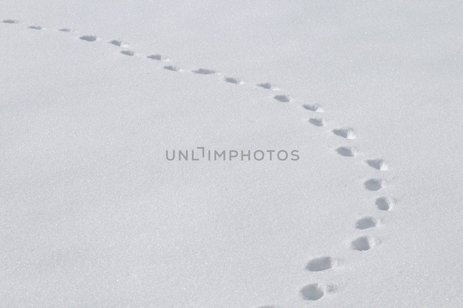 Snow - Tracks