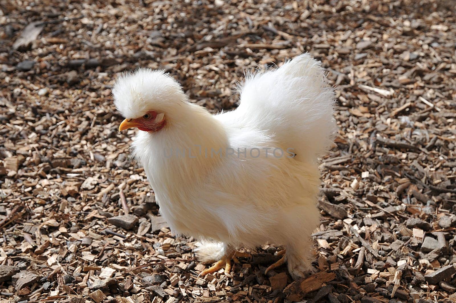 The somewhat lesser-known,small breed of Siamese pygmy silkhens.