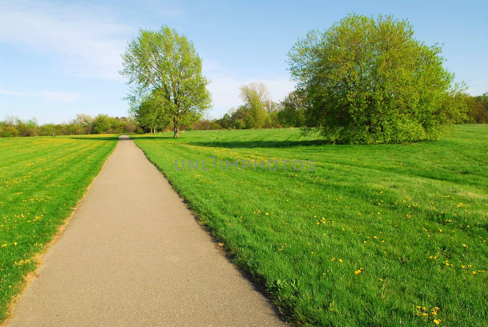 Summer landscape