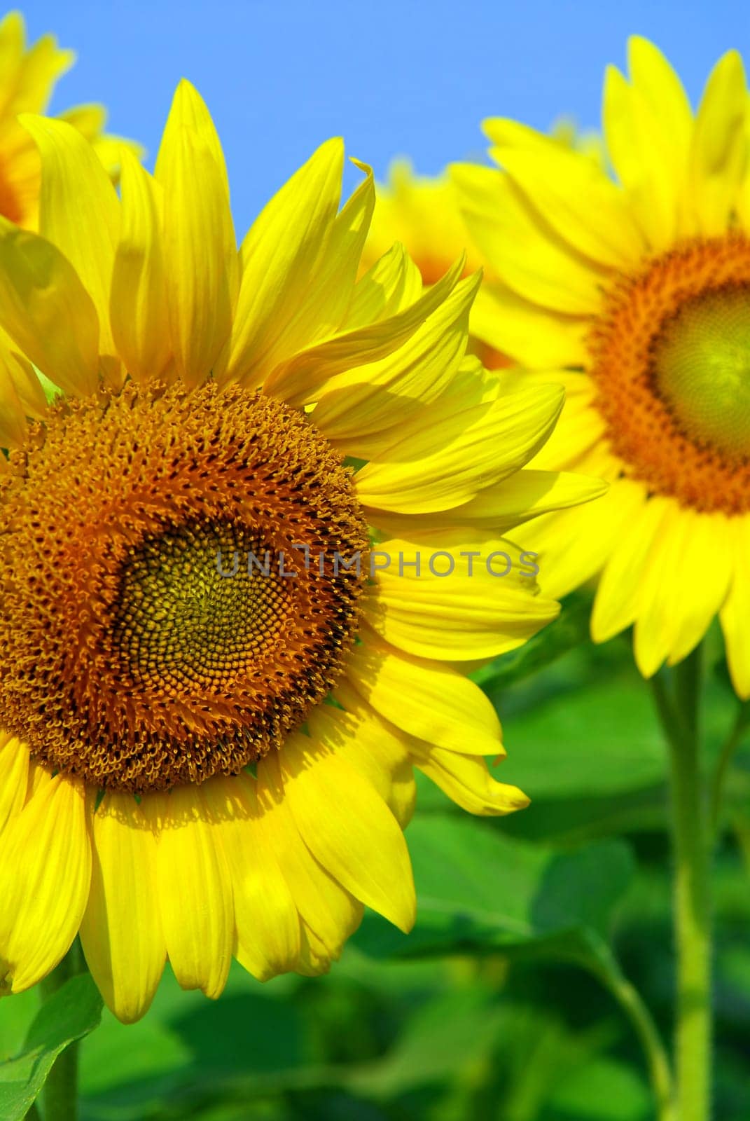Sunflower field