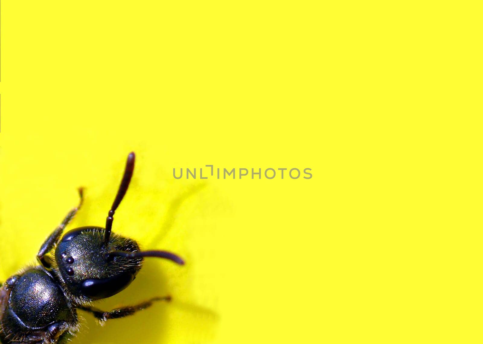 Insecta