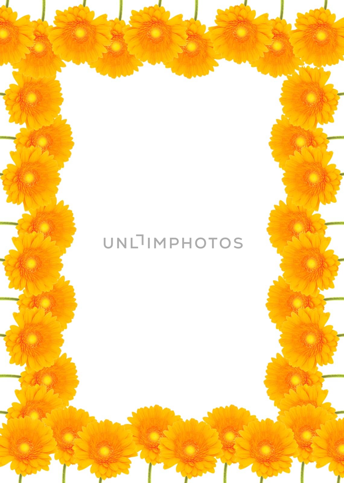 Gerbera Background