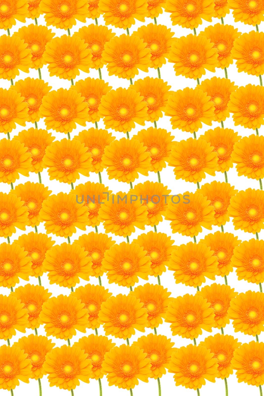 Gerbera Background