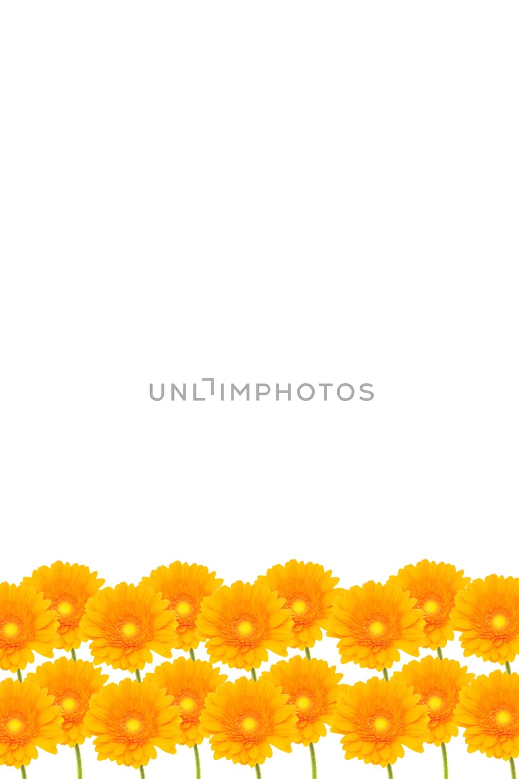 Gerbera Background