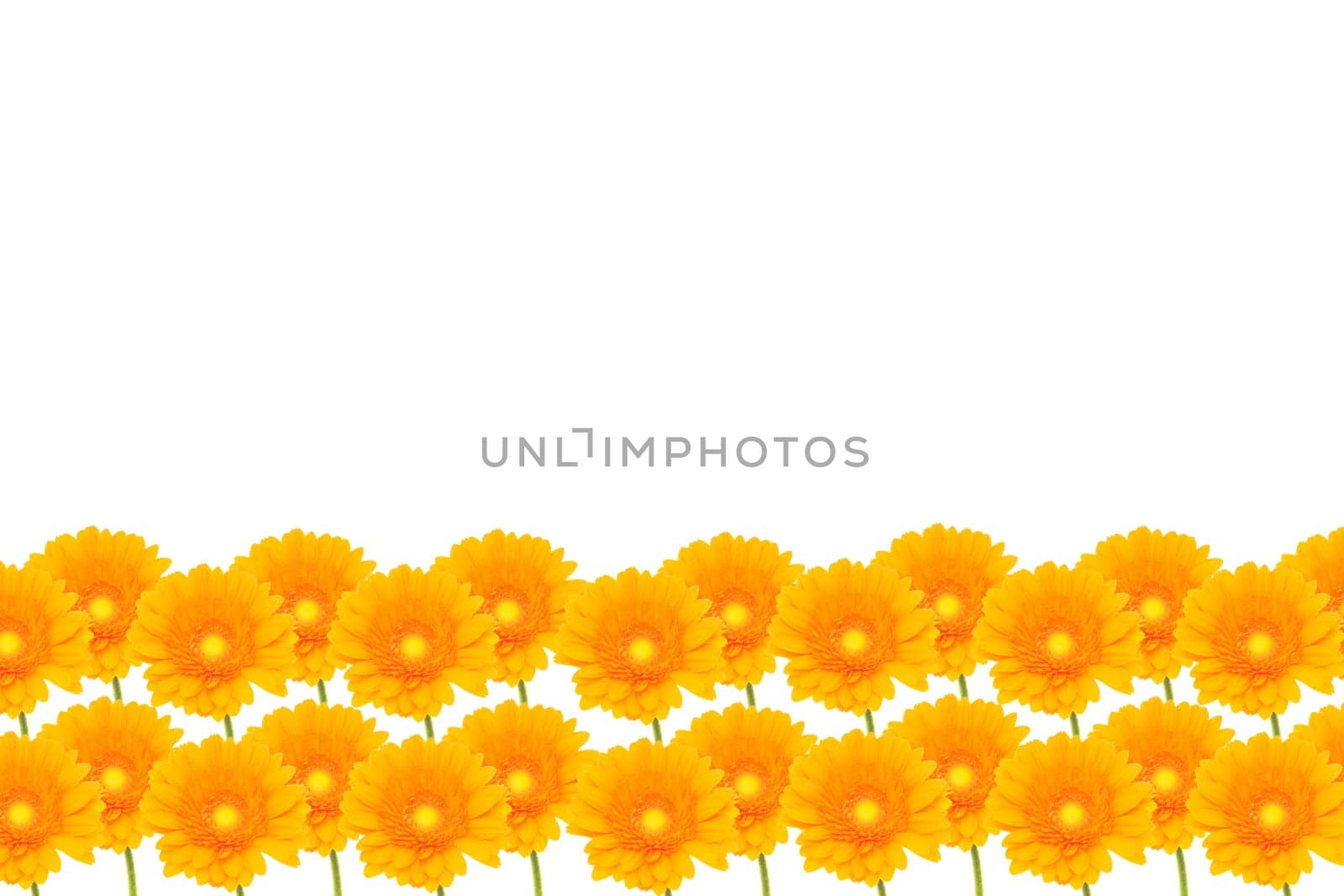Gerbera Background
