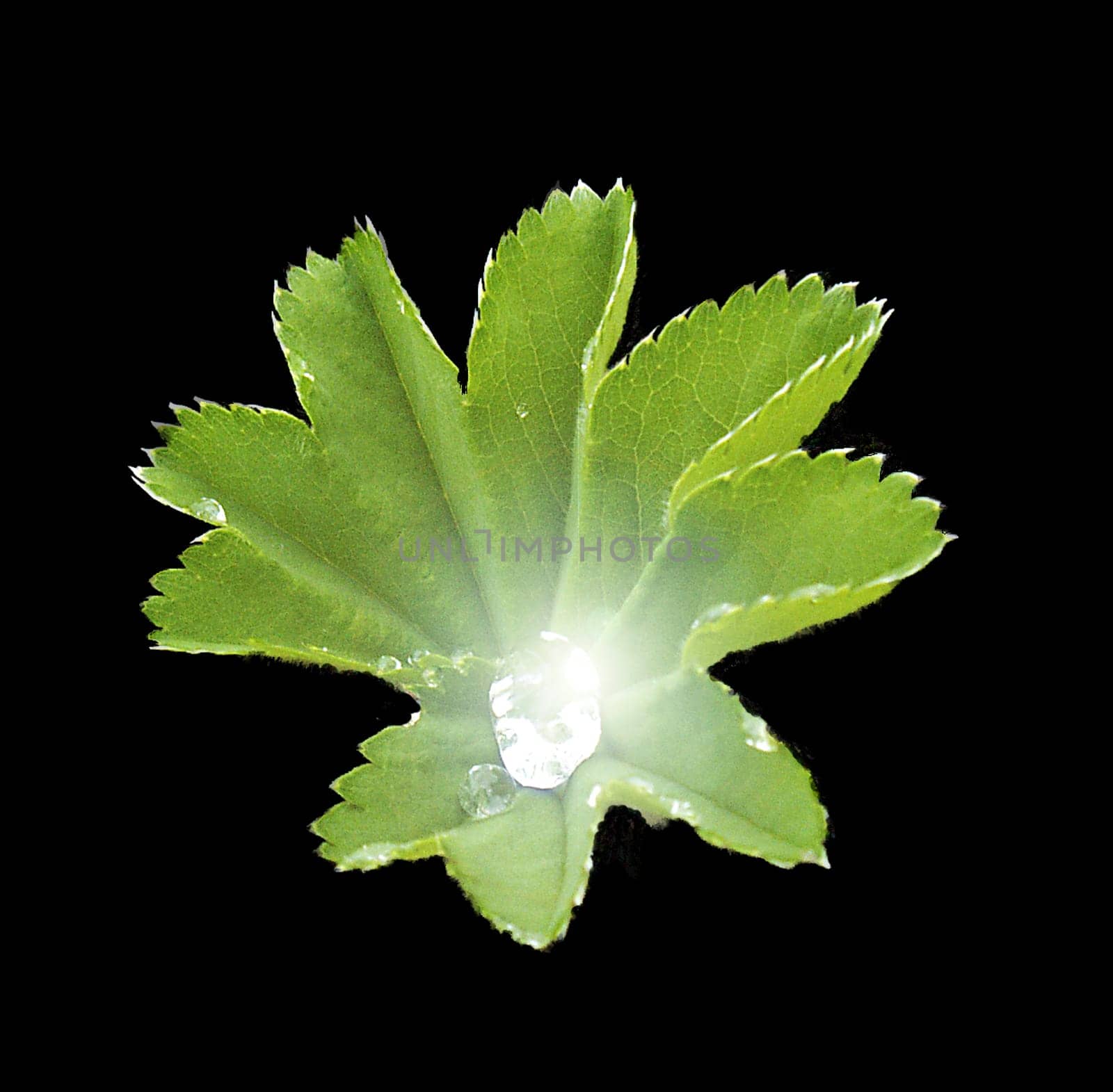 Lady's mantle with magic drop