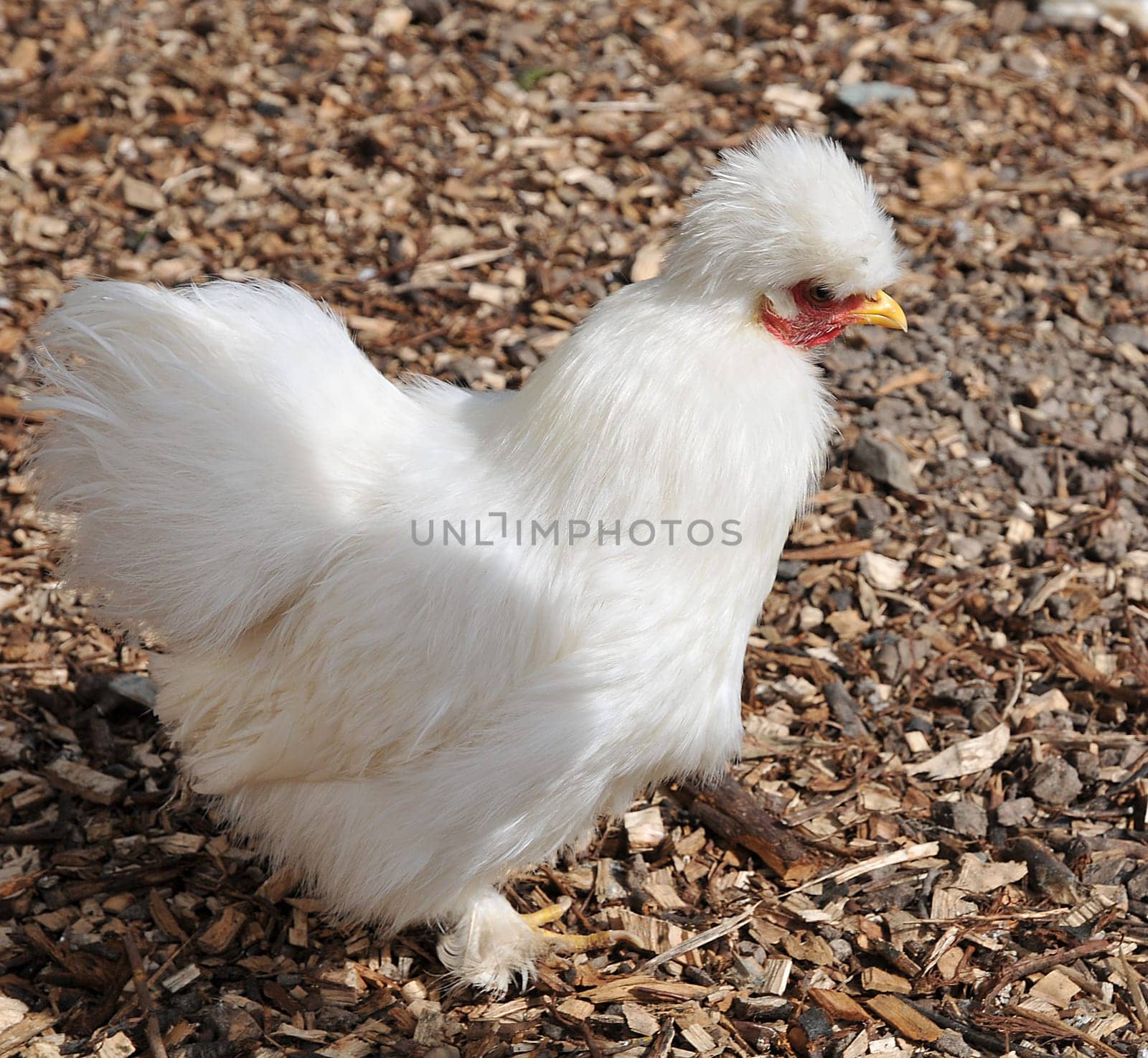 Dwarf Silk Grouse