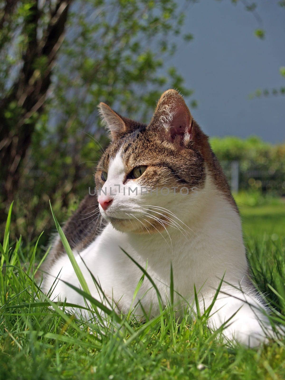 Cat Portrait