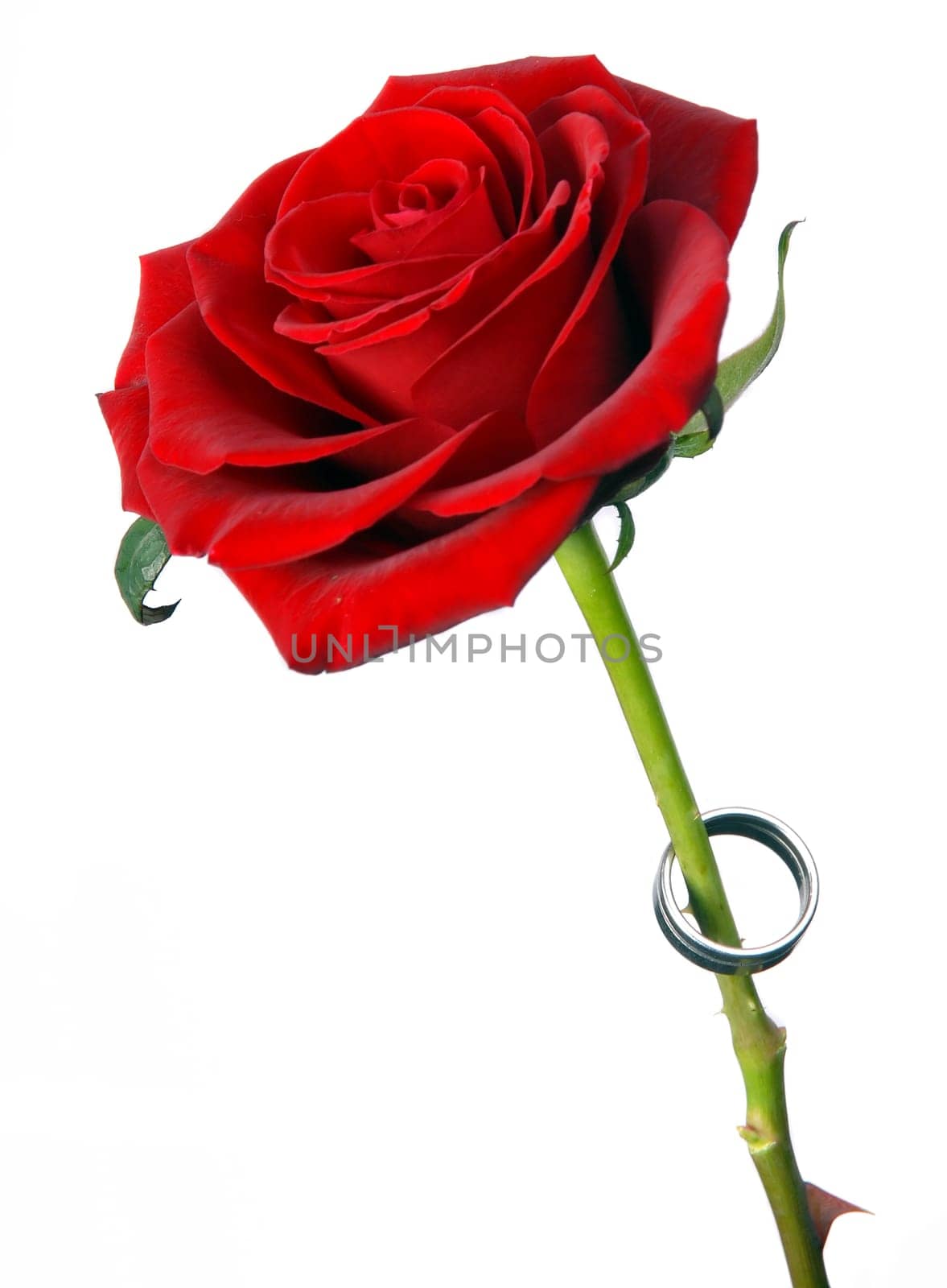 Red rose with a ring