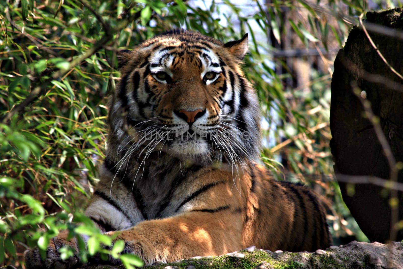 TigerPortrait