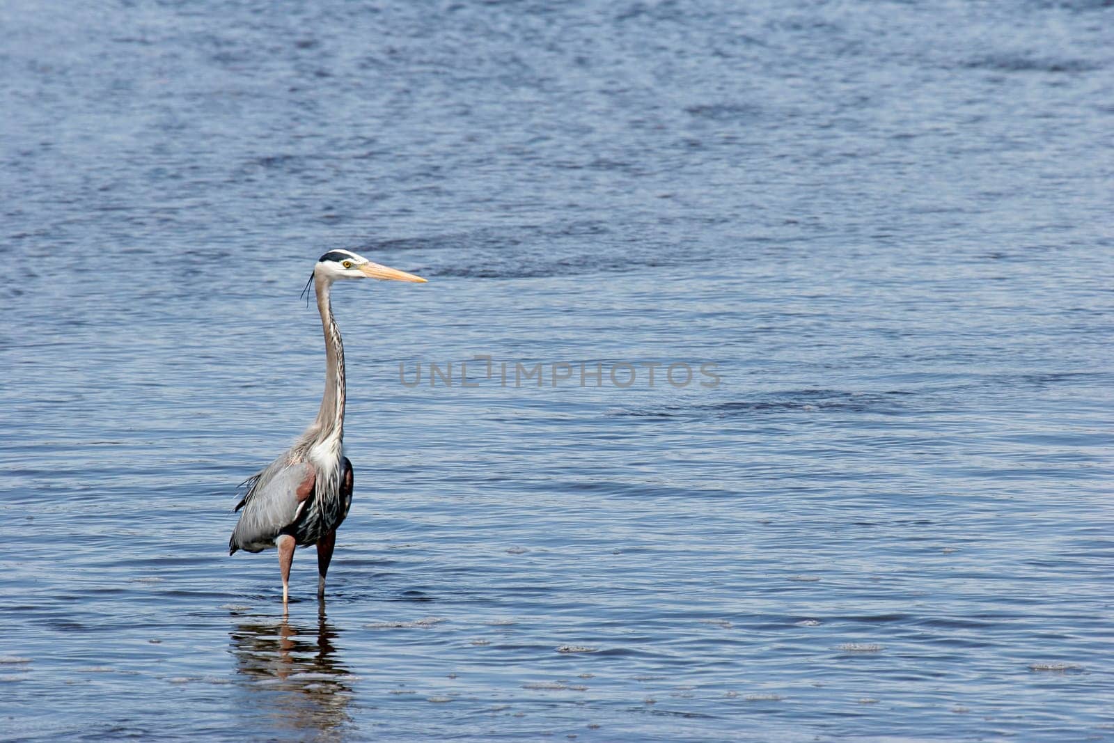 great blue heron