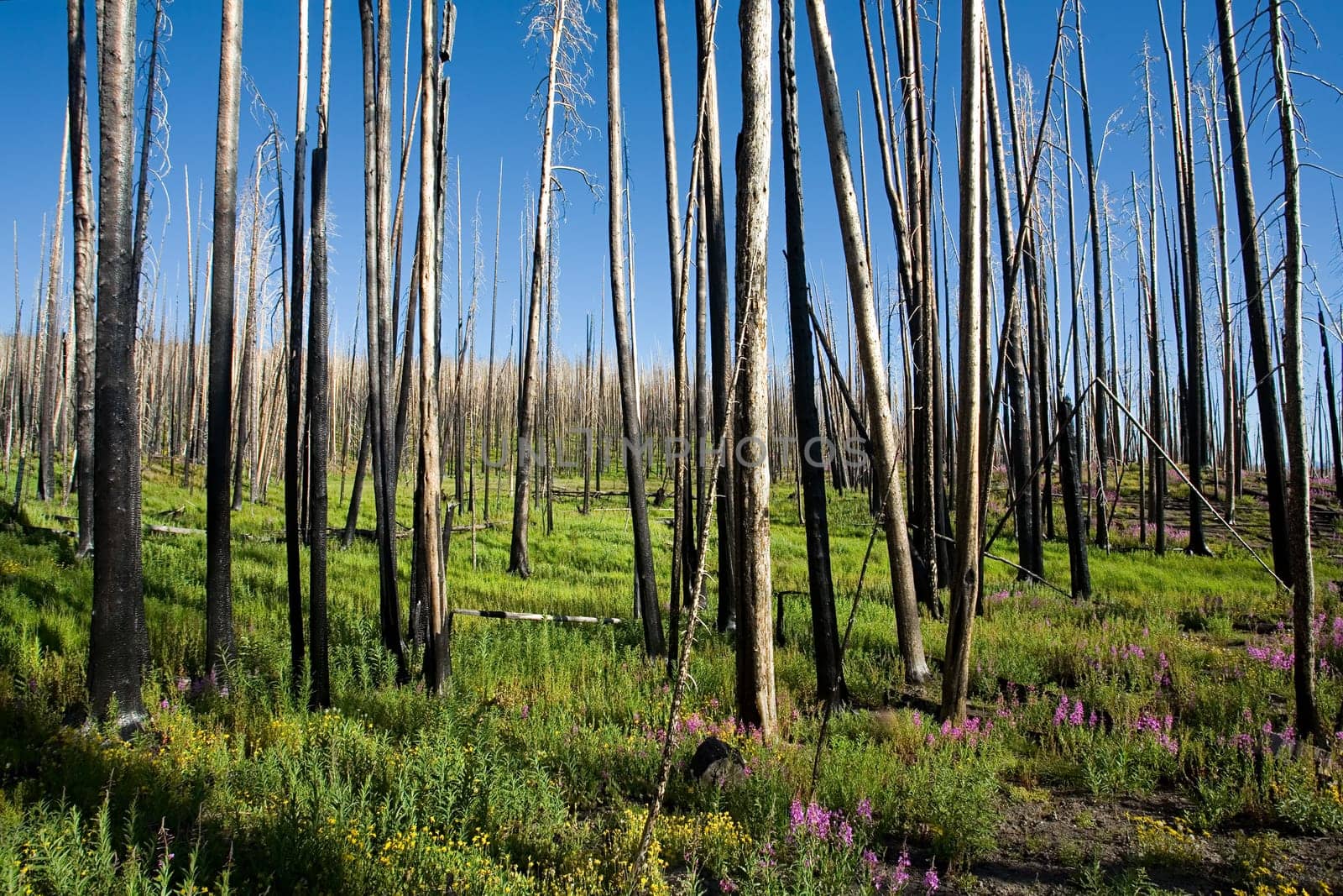 rebirth - after the fire in Yellowstone