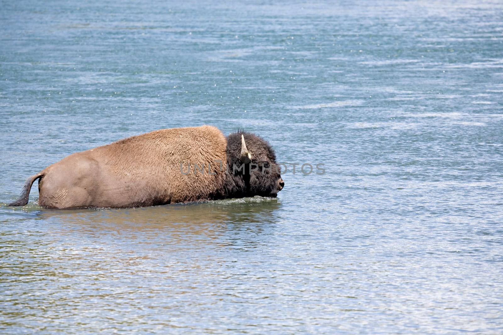 bison crossing river in yellowstone